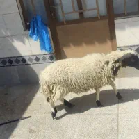 بره نر محلی