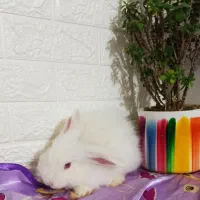 خرگوش لوپ آنغوره|موش و خرگوش|کرمان, |دیوار