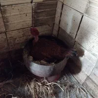 تخم مرغ محلی نطفه دار