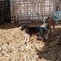 سگ پاکوتاه میکس نر|سگ|مشهد, حضرت حجت|دیوار