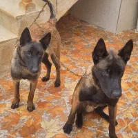 مالینویز سگ نگهبان