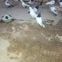 کبوتر مناسب نسل کشی|پرنده|آذرشهر, |دیوار