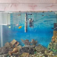 اکواریوم شیشه خم ۸ میل با تمام تجهیزات و پایه|ماهی|مشهد, هفده شهریور|دیوار