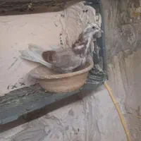 کبوتر پرشی|پرنده|قم, دروازه ری|دیوار