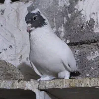 فروش دم قهوه ایی ودم سیاه نقابی