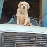 سلام  یه ماده شیتزو پامر حرف گوش کن بازی گوش|سگ|پاکدشت, پاکدشت (مامازند)|دیوار