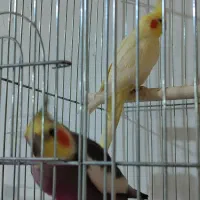 عروس هلندی. نر و ماده به همراه تخم به شرط