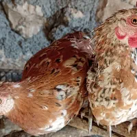 مرغ آیسبار فرانسوی ،گلین ،چهل تاج فروشی|حیوانات مزرعه|بدره, |دیوار