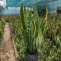 سانسوریا شمشیری ابلق