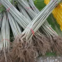 قلمه با ریشه سالم و گارانتی رشد تضمینی|حراج|صحنه, |دیوار