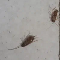 محلول سوسک کش تضمینی