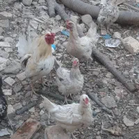 فروش مرغ گلین وخروس وبوقلمون واردک اسرائیلی|حیوانات مزرعه|پیر بکران, |دیوار