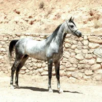 پانسیون اسب به صورت ویژه
