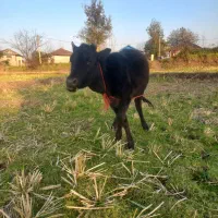 دوعدد لیشه جنس|حیوانات مزرعه|آستانه اشرفیه, |دیوار