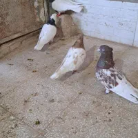 کفتر هفترنگ وکله