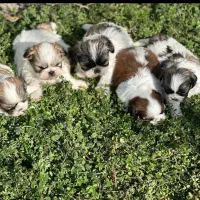 شیتزو سوپر فلت|سگ|تهران, پونک|دیوار