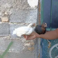 جوجه محلی پاسیاه قیمت 85هزار تومان|حیوانات مزرعه|زرین دشت (فارس), |دیوار