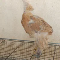 جوجه برهما