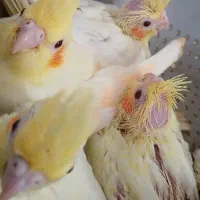 جوجه سرلاکی عروس هلندی