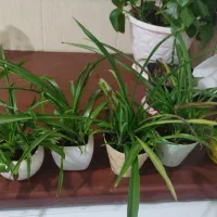 گل گندمی|گل و گیاه طبیعی|اندیشه, اندیشه فاز ۱|دیوار