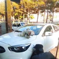 مکانیک و وردست مکانیک