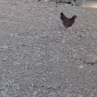 خلنگ فروشی|حیوانات مزرعه|سیدان, |دیوار