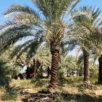 بندرعباس و درختان زیبای نخل|خدمات باغبانی و درختکاری|بندرعباس, |دیوار