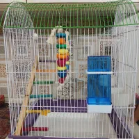 قفس پرنده همراه تمامی لوازم|لوازم جانبی حیوانات|تهران, مشیریه|دیوار