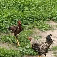 خروس لاری فروشی هرکدام 1/500 بفروش می‌رسد