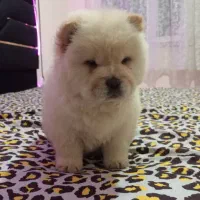 چاوچاو نرو ماده|سگ|رباطکریم, رباطکریم|دیوار