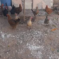 مرغ تخم گذار