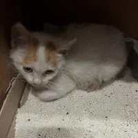 من یه پسر دوماهه هستم/DSH|گربه|رشت, کاکتوس|دیوار