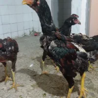 جوجه خروس لاری دنگ بالا