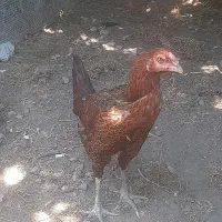 مرغ لاری
