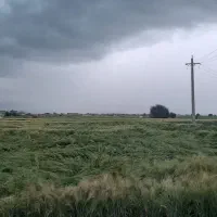 کاه نخود
