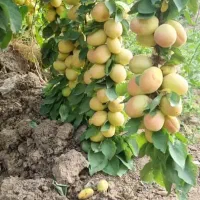 باغ-فروشی-برزک