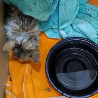 بچه گربه بی سرپرست