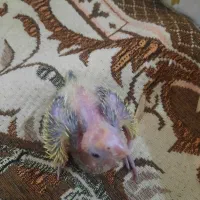 عروس هلندی سرلاکی