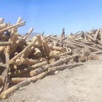 خرید چوب قطع درخت خشک وهرس