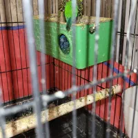 مرغ عشق مولد با جوجه و تخم|پرنده|اهواز, کمپلو جنوبی|دیوار