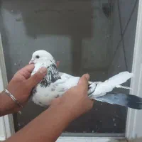 ۶ عدد کفتر خوب پرشی