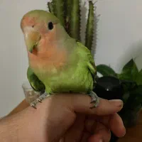 جوجه طوطی برزیلی رام دستی