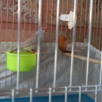 یک جفت فنچ فول اورنج