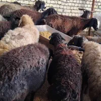 شیشک چهار دندان