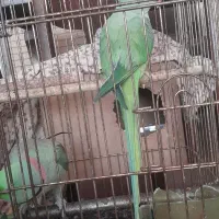 شاه طوطی جفت