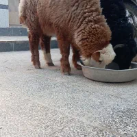 بره نر هرافی