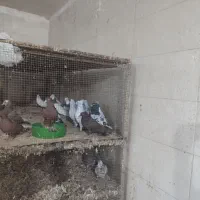 کبوتر همه باهم