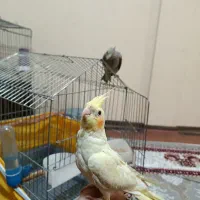 عروس هلندی کاملا دستی|پرنده|محمدشهر, جعفرآباد|دیوار