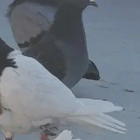 کفتر سبز ماده گمشده