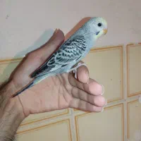 جوجه مرغ عشق رام کاسکویی دونه خور